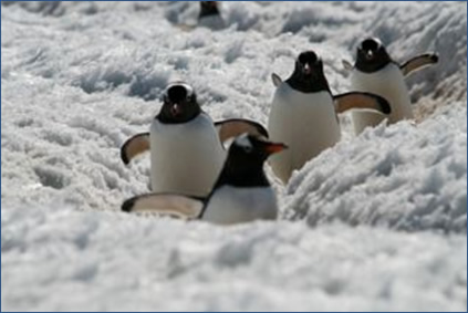 Croisire Antarctique